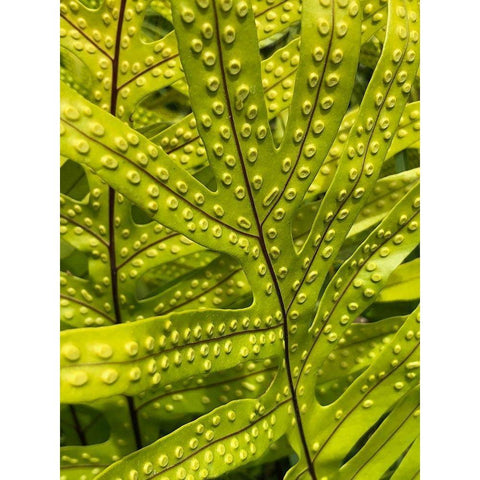 Tropical Paradise II Black Modern Wood Framed Art Print by Orlov, Irena