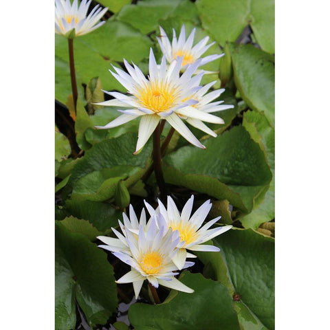 Water Lilies Black Modern Wood Framed Art Print with Double Matting by Orlov, Irena