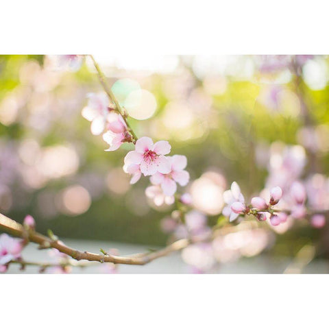 The Bloom of Peach Trees White Modern Wood Framed Art Print by Orlov, Irena