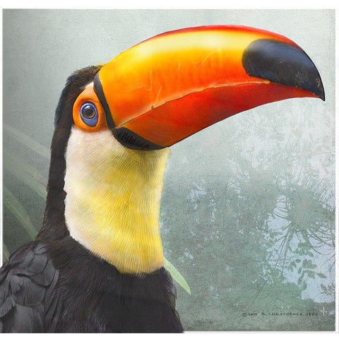 Toucan Portrait White Modern Wood Framed Art Print by Vest, Christopher