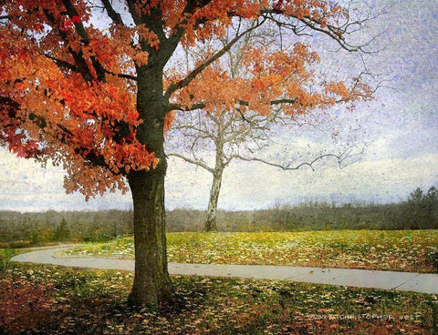 Overland Park Trees White Modern Wood Framed Art Print with Double Matting by Vest, Christopher