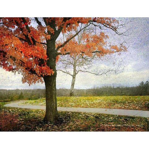 Overland Park Trees Black Modern Wood Framed Art Print by Vest, Christopher