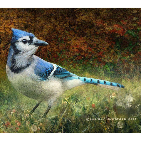 Bluejay Yard White Modern Wood Framed Art Print by Vest, Christopher