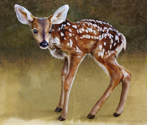 Baby Deer Standing White Modern Wood Framed Art Print with Double Matting by Vest, Christopher