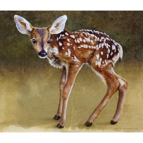 Baby Deer Standing Black Modern Wood Framed Art Print with Double Matting by Vest, Christopher