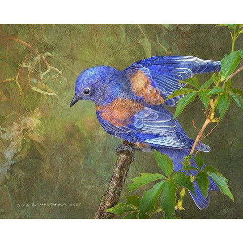 Virginia Creeper Bluebird White Modern Wood Framed Art Print by Vest, Christopher