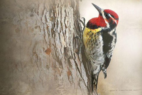 Red Naped Sapsucker White Modern Wood Framed Art Print with Double Matting by Vest, Christopher