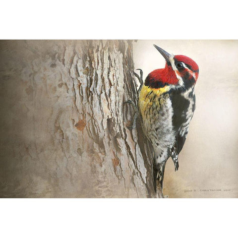 Red Naped Sapsucker Black Modern Wood Framed Art Print with Double Matting by Vest, Christopher