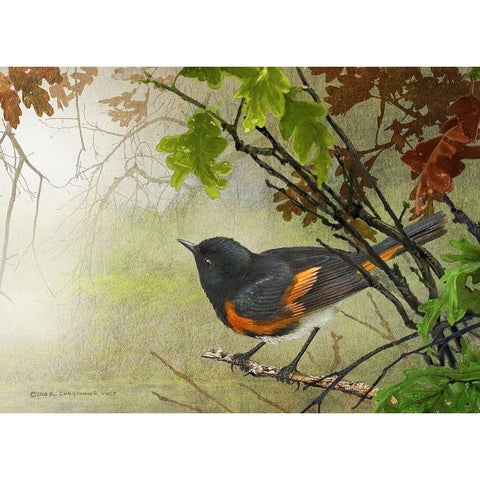 American Redstart Black Modern Wood Framed Art Print with Double Matting by Vest, Christopher