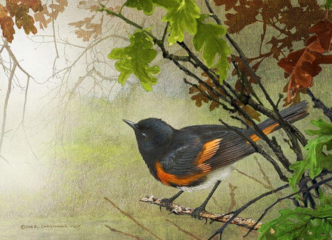 American Redstart Black Ornate Wood Framed Art Print with Double Matting by Vest, Christopher