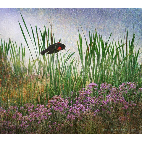 Redwing in Cattail Black Modern Wood Framed Art Print with Double Matting by Vest, Christopher