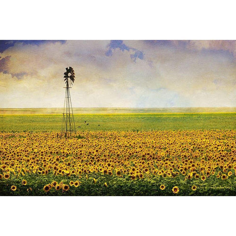 High Plains Sunflowers Black Modern Wood Framed Art Print with Double Matting by Vest, Christopher