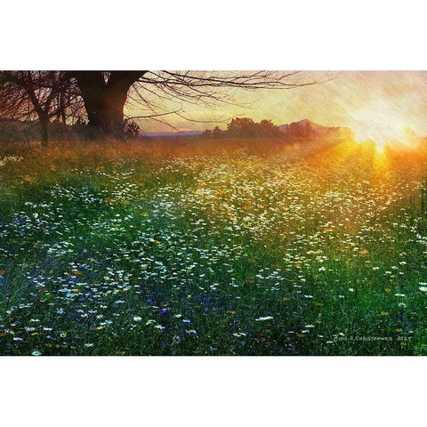 Tall Grass Sunrise Black Modern Wood Framed Art Print by Vest, Christopher