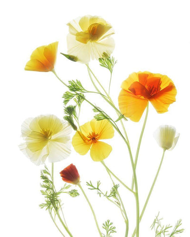 California PoppyGarden White Modern Wood Framed Art Print with Double Matting by Stalus, Judy