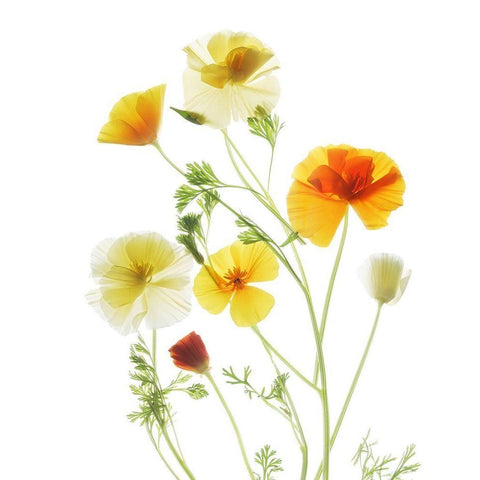 California PoppyGarden White Modern Wood Framed Art Print by Stalus, Judy