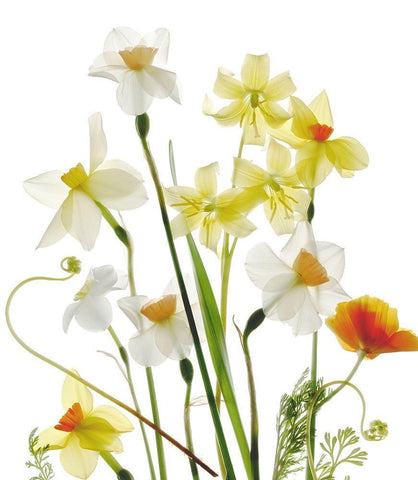 Spring Garden White Modern Wood Framed Art Print with Double Matting by Stalus, Judy