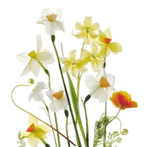 Spring Garden White Modern Wood Framed Art Print by Stalus, Judy