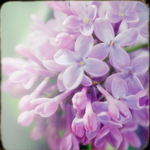 Innocence Gold Ornate Wood Framed Art Print with Double Matting by Stalus, Judy