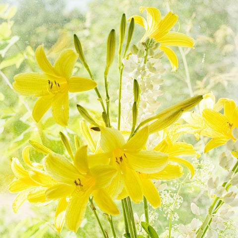 Lemon Lilies  Black Modern Wood Framed Art Print by Stalus, Judy