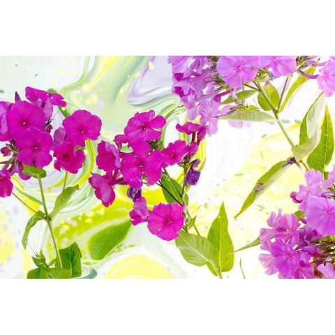 Magenta Phlox II Black Modern Wood Framed Art Print with Double Matting by Stalus, Judy