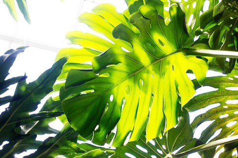 Tropics White Modern Wood Framed Art Print with Double Matting by Stalus, Judy