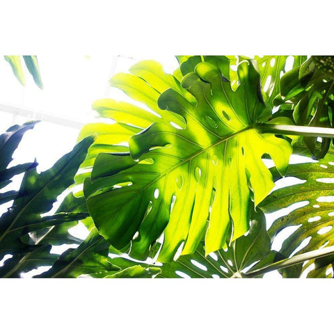 Tropics Black Modern Wood Framed Art Print by Stalus, Judy