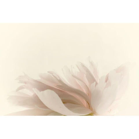 Pale Petals White Modern Wood Framed Art Print by Stalus, Judy