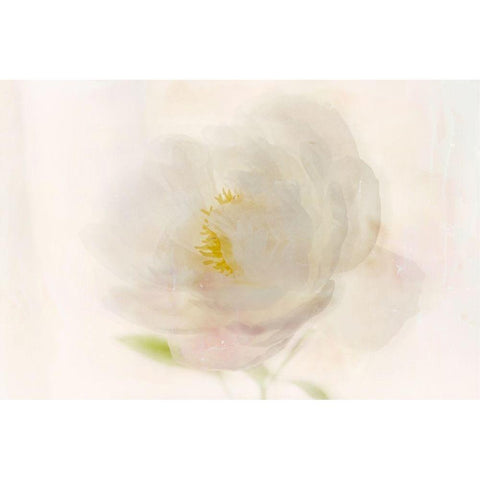 Soft White Peony Black Modern Wood Framed Art Print with Double Matting by Stalus, Judy