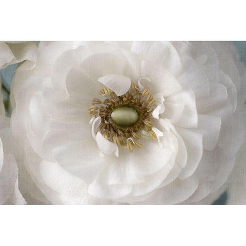 Golden Eye Gold Ornate Wood Framed Art Print with Double Matting by Stalus, Judy