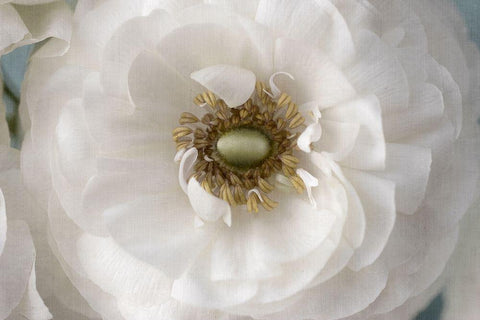 Golden Eye White Modern Wood Framed Art Print with Double Matting by Stalus, Judy