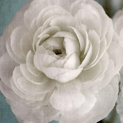 White Beauty Black Modern Wood Framed Art Print with Double Matting by Stalus, Judy