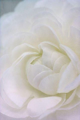 Whisper Black Ornate Wood Framed Art Print with Double Matting by Stalus, Judy