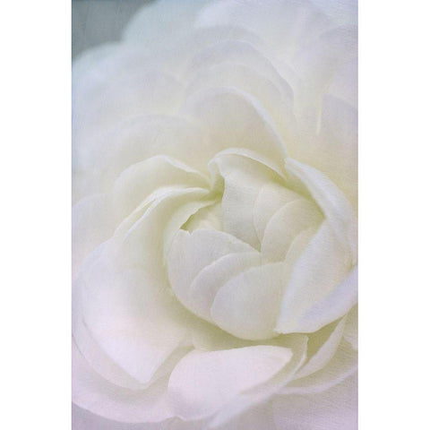 Whisper Gold Ornate Wood Framed Art Print with Double Matting by Stalus, Judy