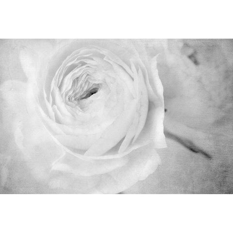 White Mystery White Modern Wood Framed Art Print by Stalus, Judy