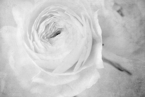 White Mystery Black Ornate Wood Framed Art Print with Double Matting by Stalus, Judy