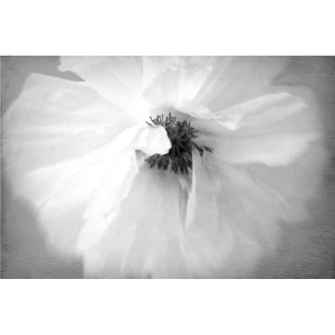 White Poppy Black Modern Wood Framed Art Print with Double Matting by Stalus, Judy