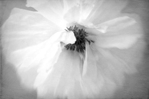 White Poppy Black Ornate Wood Framed Art Print with Double Matting by Stalus, Judy