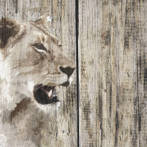 Wildheads Lioness White Modern Wood Framed Art Print with Double Matting by Smith, Karen