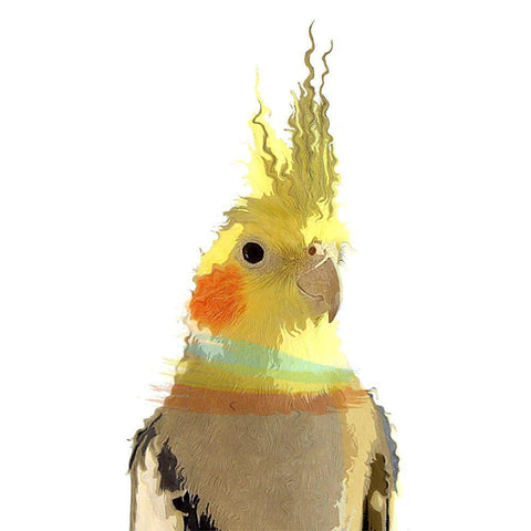 Cockatiel Black Modern Wood Framed Art Print by Smith, Karen