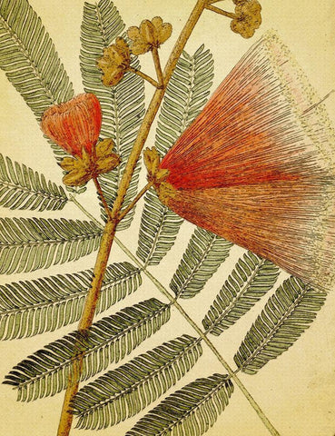 Botanical Grunge I White Modern Wood Framed Art Print with Double Matting by Hunziker, Steve