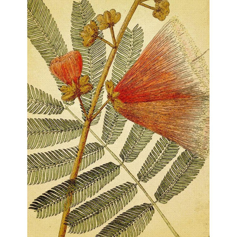 Botanical Grunge I White Modern Wood Framed Art Print by Hunziker, Steve