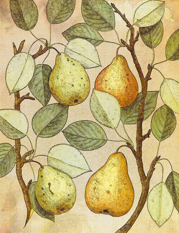 Botanical Grunge II White Modern Wood Framed Art Print with Double Matting by Hunziker, Steve