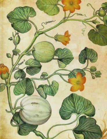 Botanical Grunge III  White Modern Wood Framed Art Print with Double Matting by Hunziker, Steve