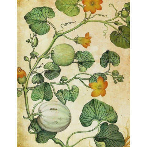 Botanical Grunge III  Gold Ornate Wood Framed Art Print with Double Matting by Hunziker, Steve