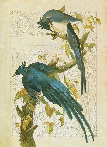 Classic Avion II Black Ornate Wood Framed Art Print with Double Matting by Hunziker, Steve