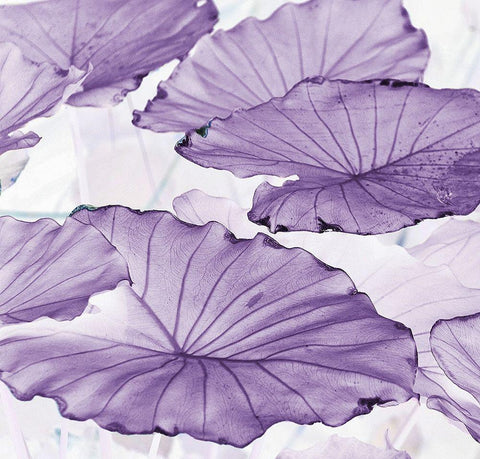 Botanicals White Modern Wood Framed Art Print with Double Matting by Surma, Agata