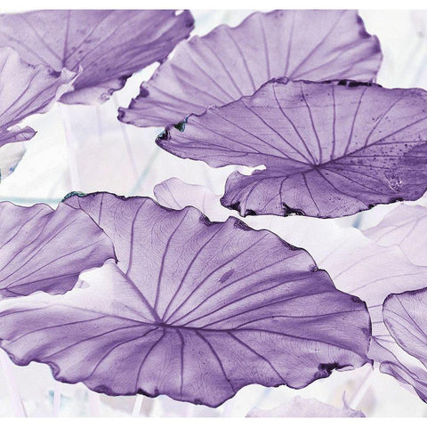 Botanicals Black Modern Wood Framed Art Print by Surma, Agata