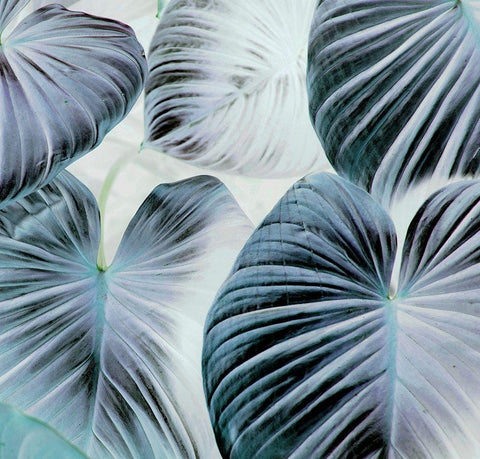 Botanic Blues White Modern Wood Framed Art Print with Double Matting by Surma, Agata