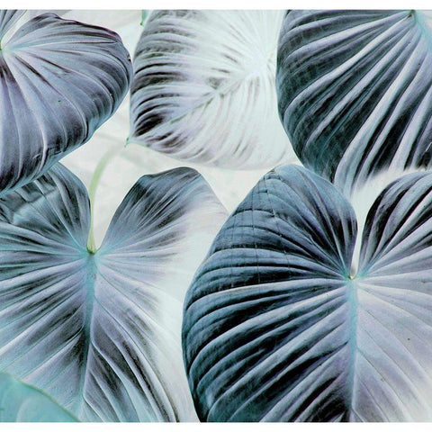 Botanic Blues Black Modern Wood Framed Art Print by Surma, Agata