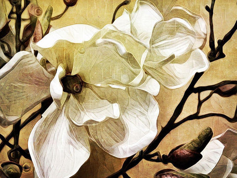 Majestic Magnolia Black Ornate Wood Framed Art Print with Double Matting by Aldridge, Ashley